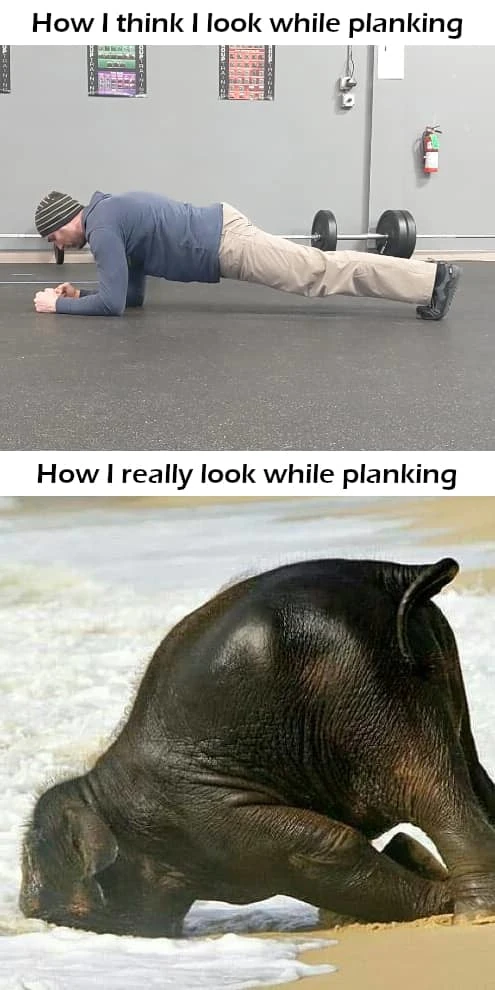 Top half: Coach Ryan in a strong and sturdy plank position. Bottom half: A baby elephant with its face in a stream and its butt in the air.