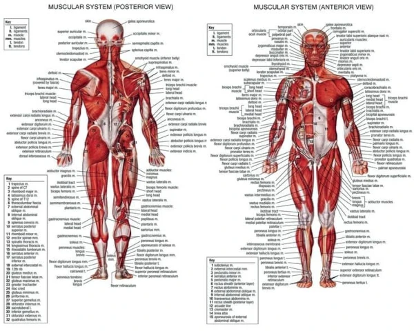 A depiction of the anterior and posterior muscles of the body.