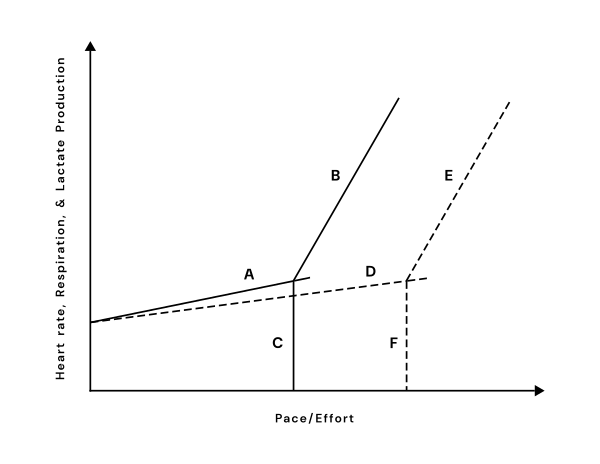 A graph depicting how physiological markers—like heart rate, respiration rate, and blood lactate—increase with pace/effort when the aerobic system is predominantly active vs. when the anaerobic system is predominantly active.
